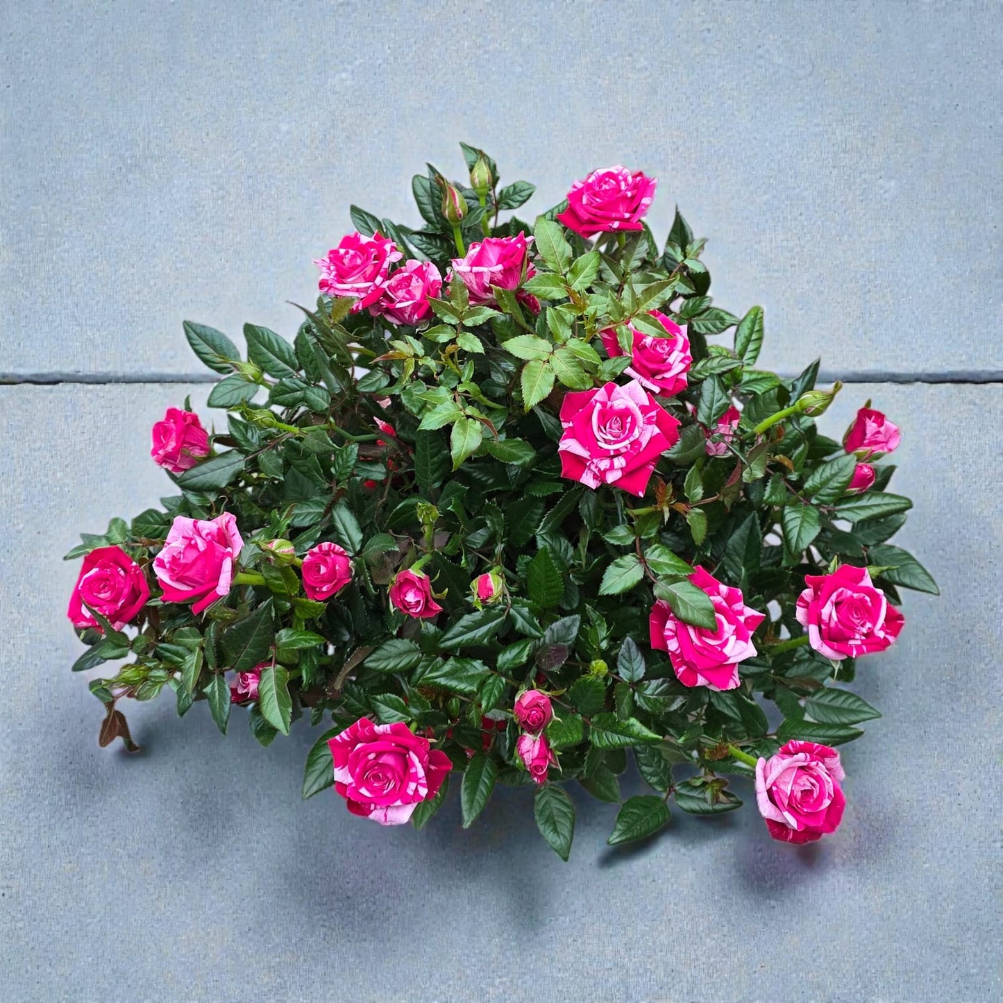 <tc>Harmony Rose Bowl</tc>