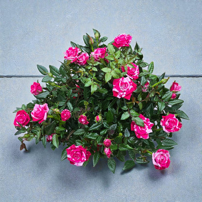 <tc>Harmony Rose Bowl</tc>