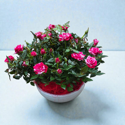 <tc>Harmony Rose Bowl</tc>