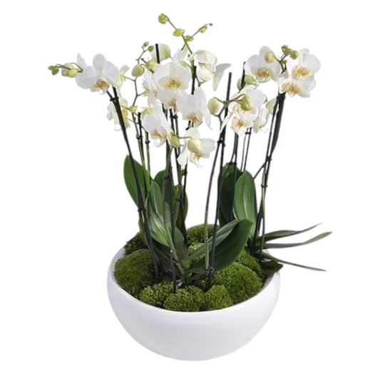 Orchid with Elegant Pot